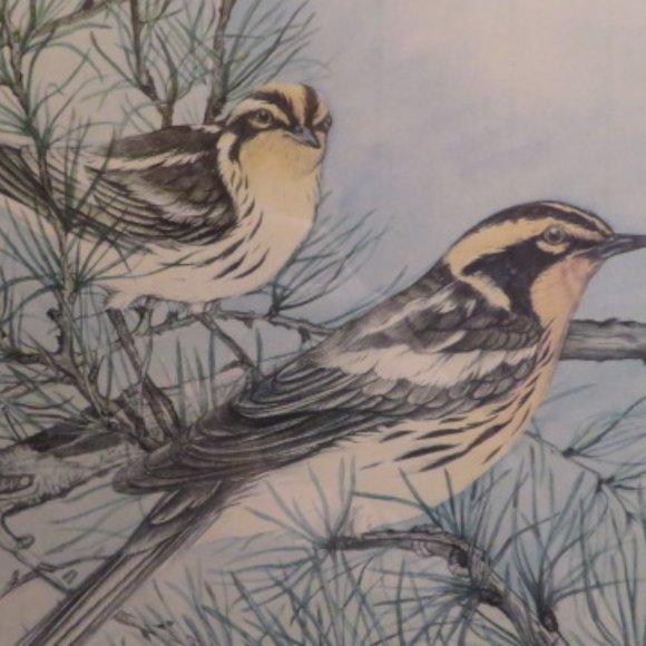 Blackburnian Warblers Paul Harpley Framed Birds Print 1989 (K373) - Picture 4 of 8